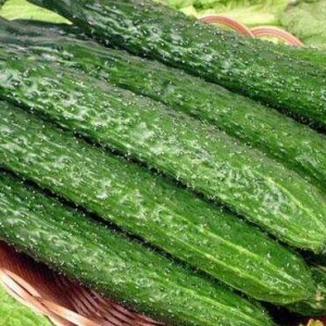 �S���ǾGɫ������ʲôҪ�С��S������