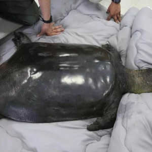 �ȴ���؈߀���F���Ї�Ψһ���԰��Mȥ�� ȫ��Hʣ3ֻ